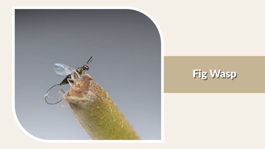 Fig Wasp