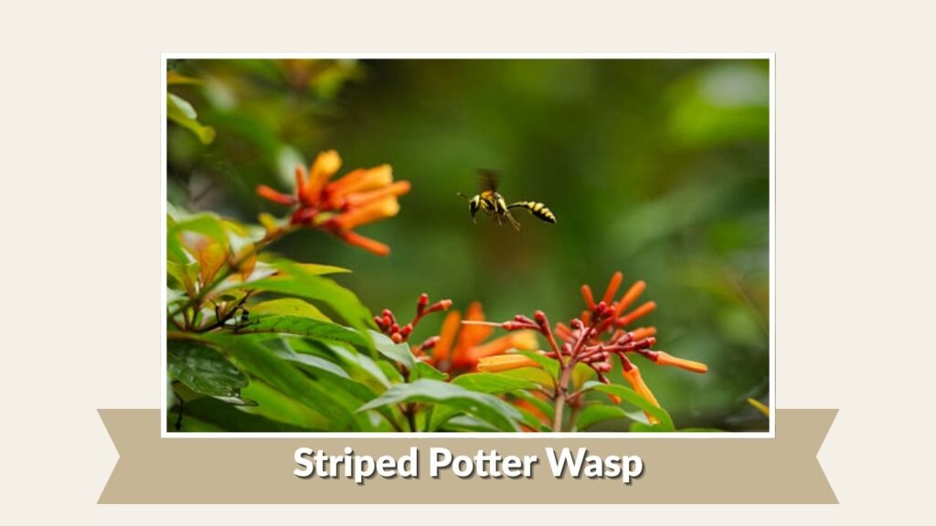 Striped Potter Wasp