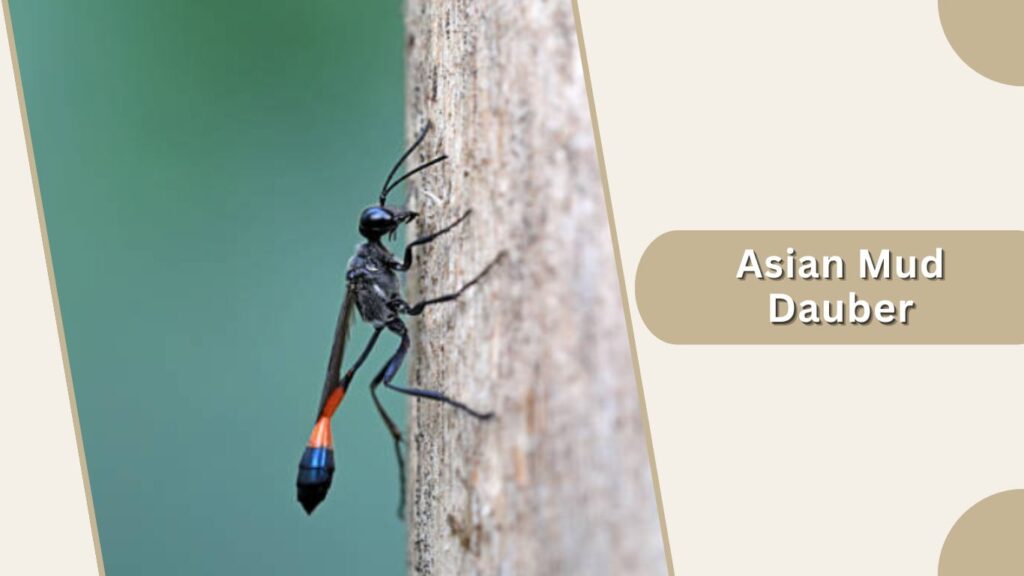 Asian Mud Dauber