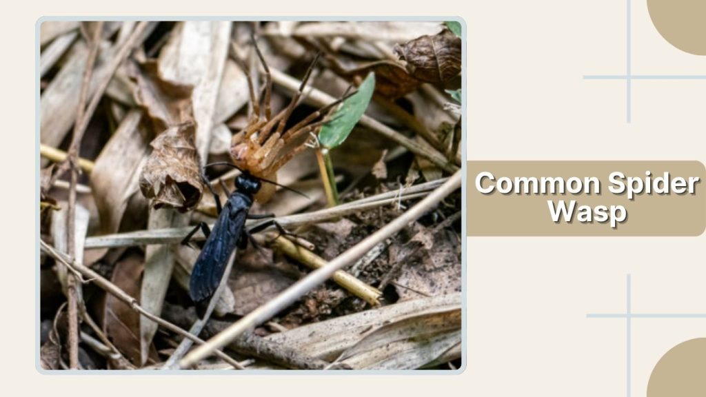 Common Spider Wasp
