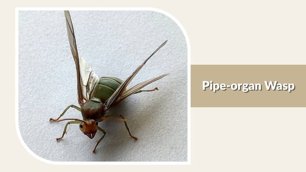 Pipe-organ Wasp