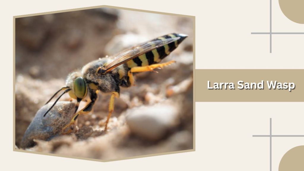 Larra Sand Wasp