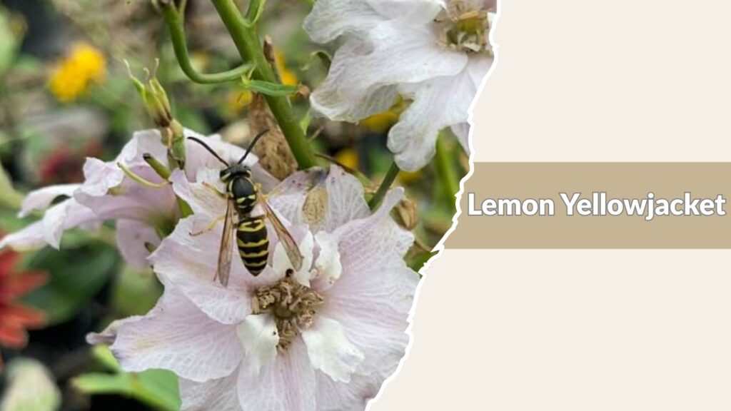 Lemon Yellowjacket