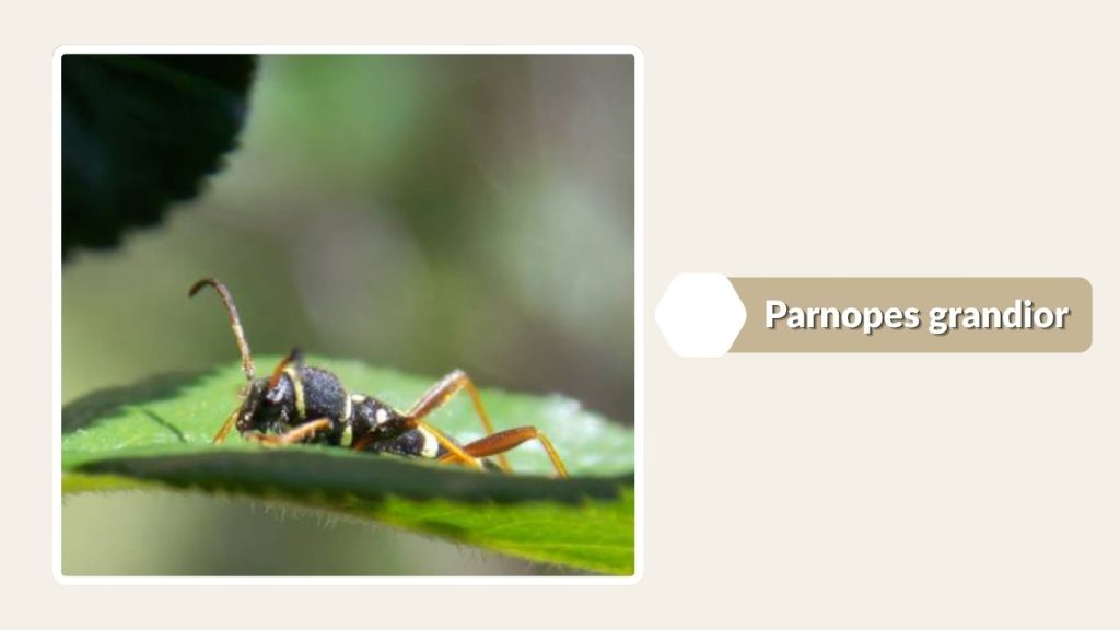 Parnopes grandior