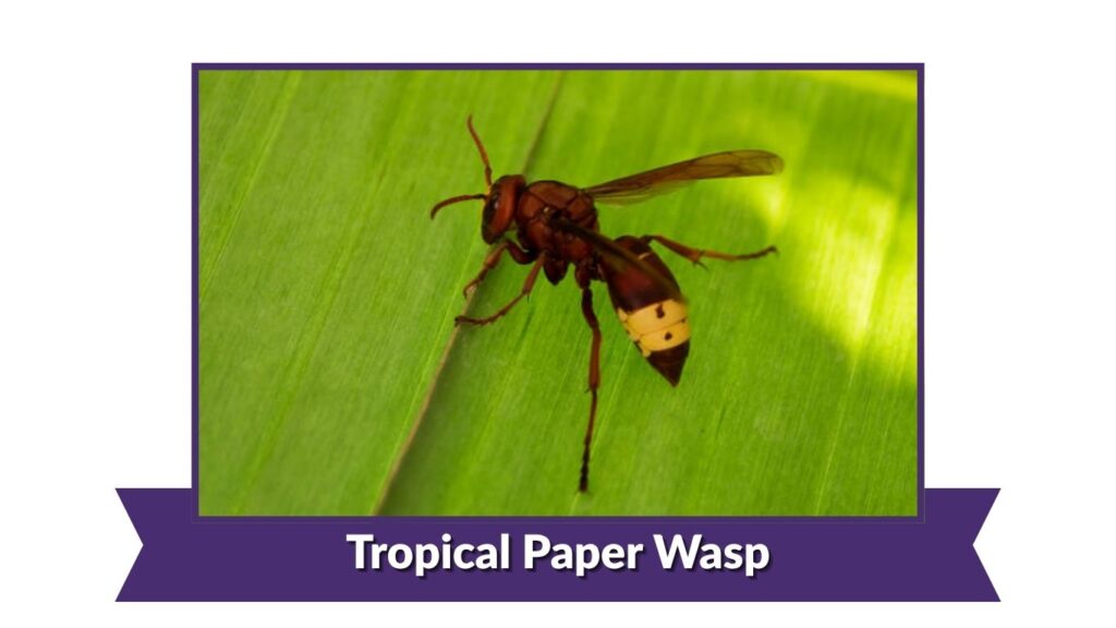 Tropical Paper Wasp