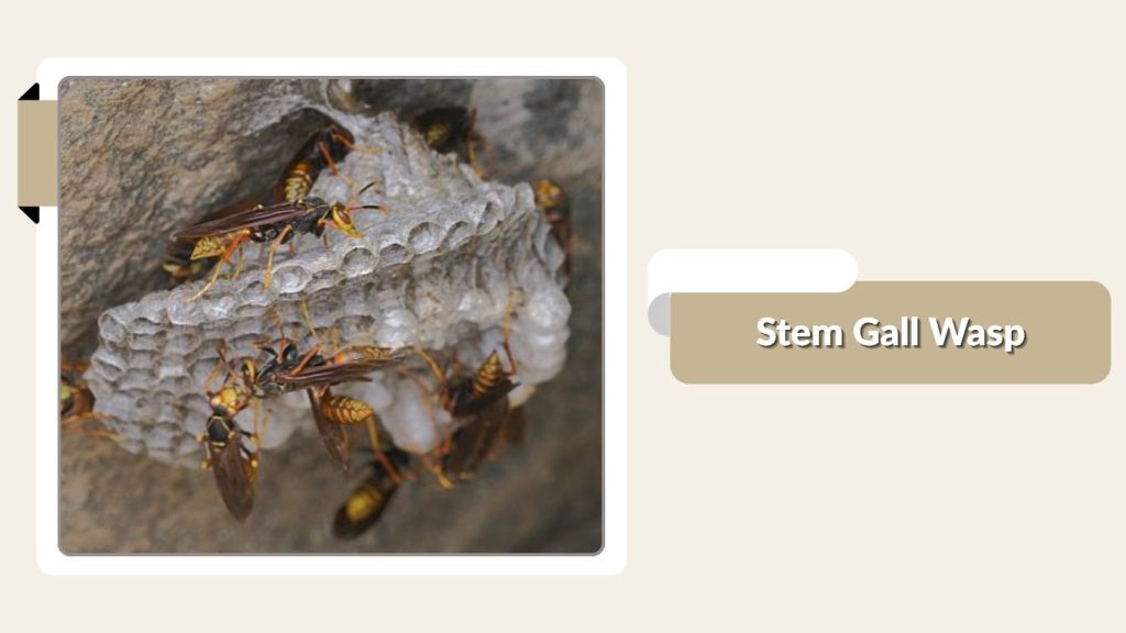 Stem Gall Wasp
