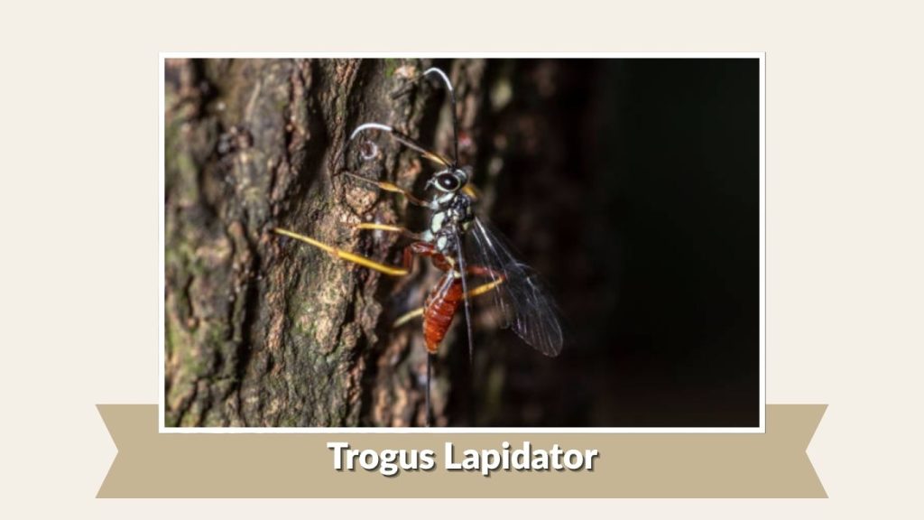 Trogus Lapidator