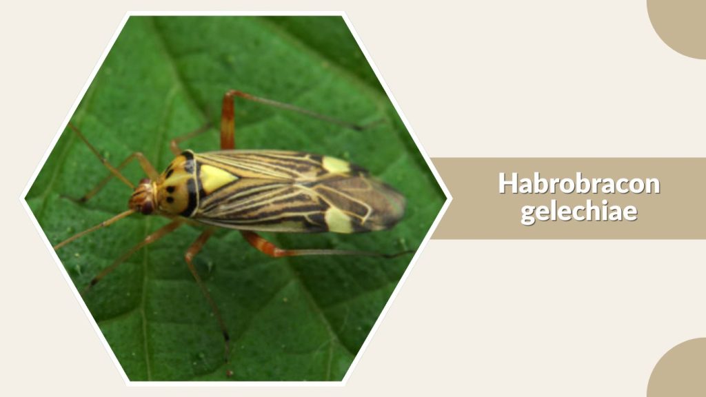 Habrobracon gelechiae