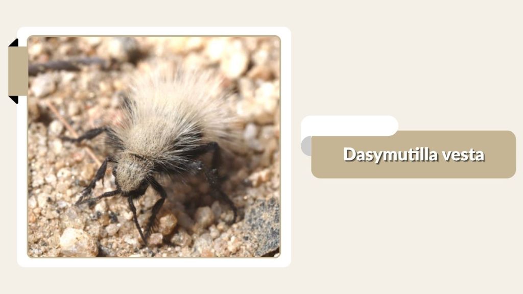 Dasymutilla vesta