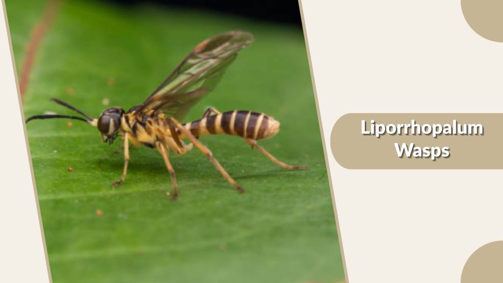 Liporrhopalum Wasps