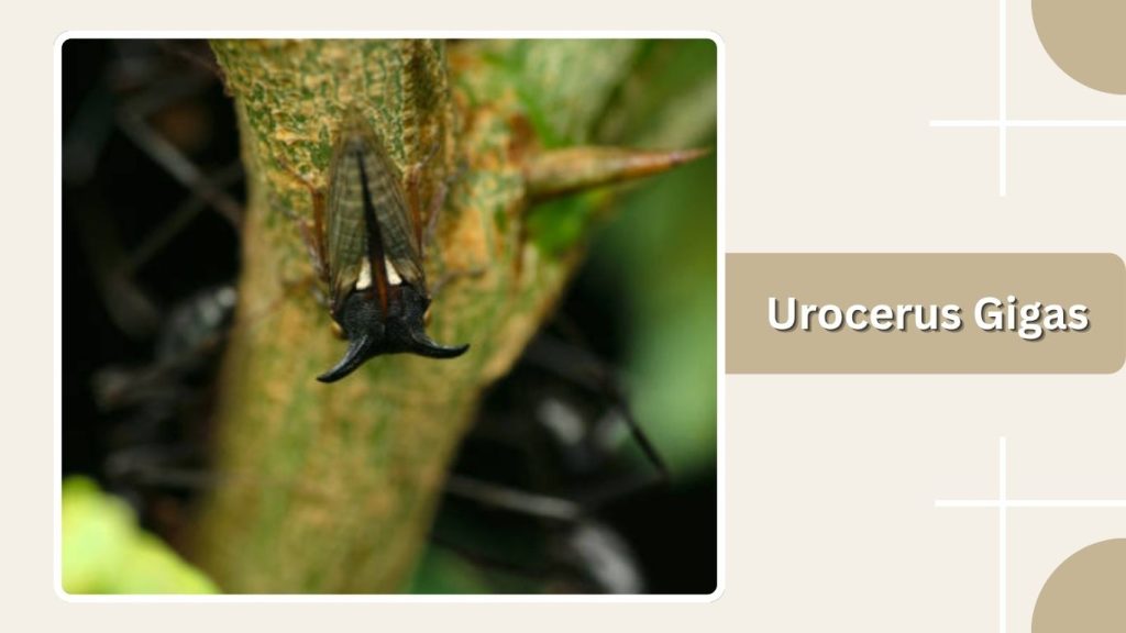 Urocerus Gigas