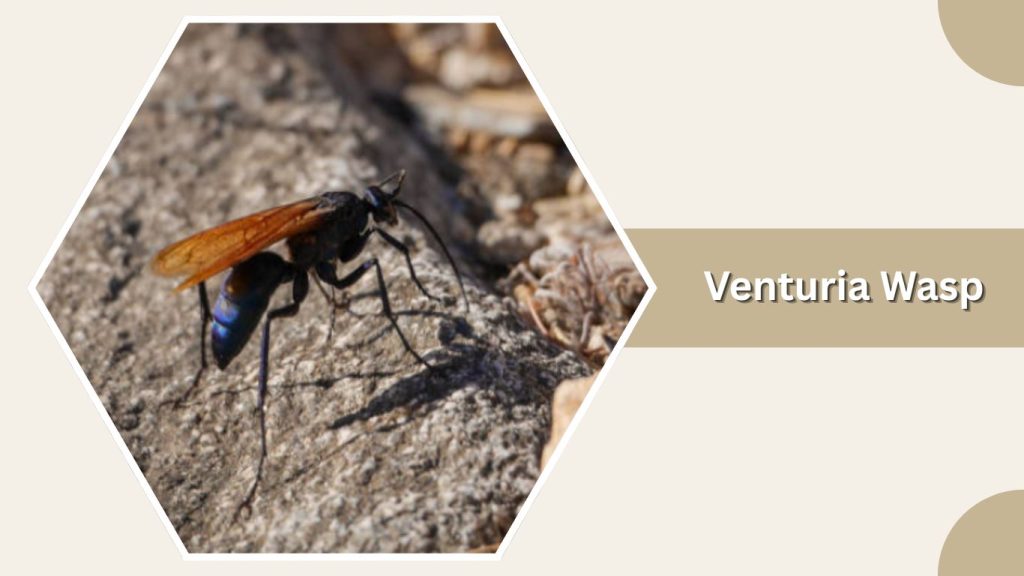 Venturia Wasp