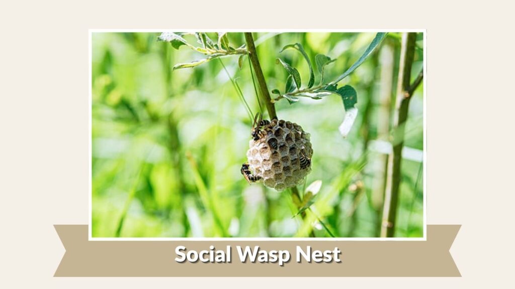 Social Wasp Nest