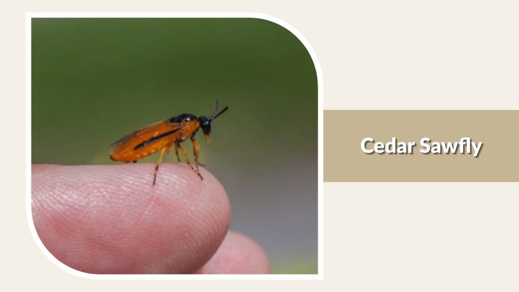 Cedar Sawfly