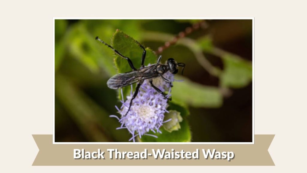 Black Thread-Waisted Wasp