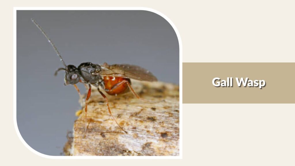 Gall Wasp