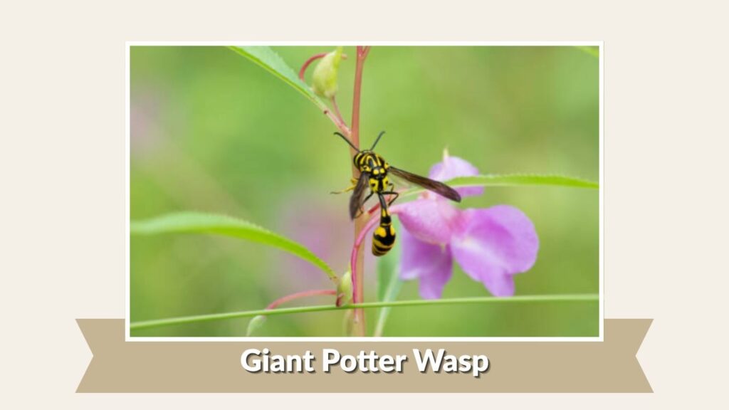 Giant Potter Wasp