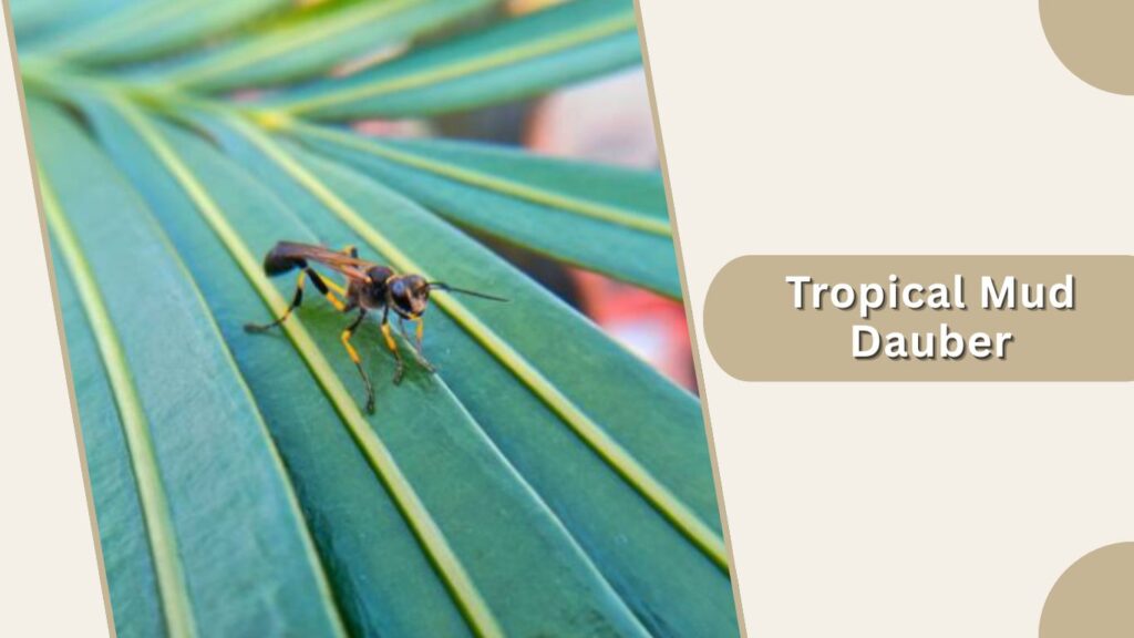 Tropical Mud Dauber