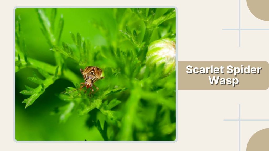 Scarlet Spider Wasp