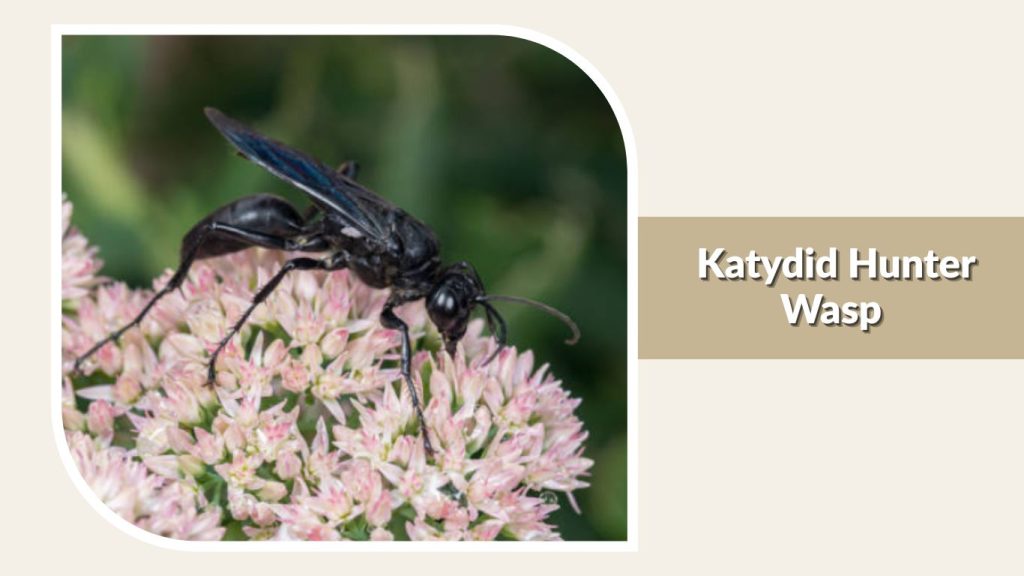 Katydid Hunter Wasp