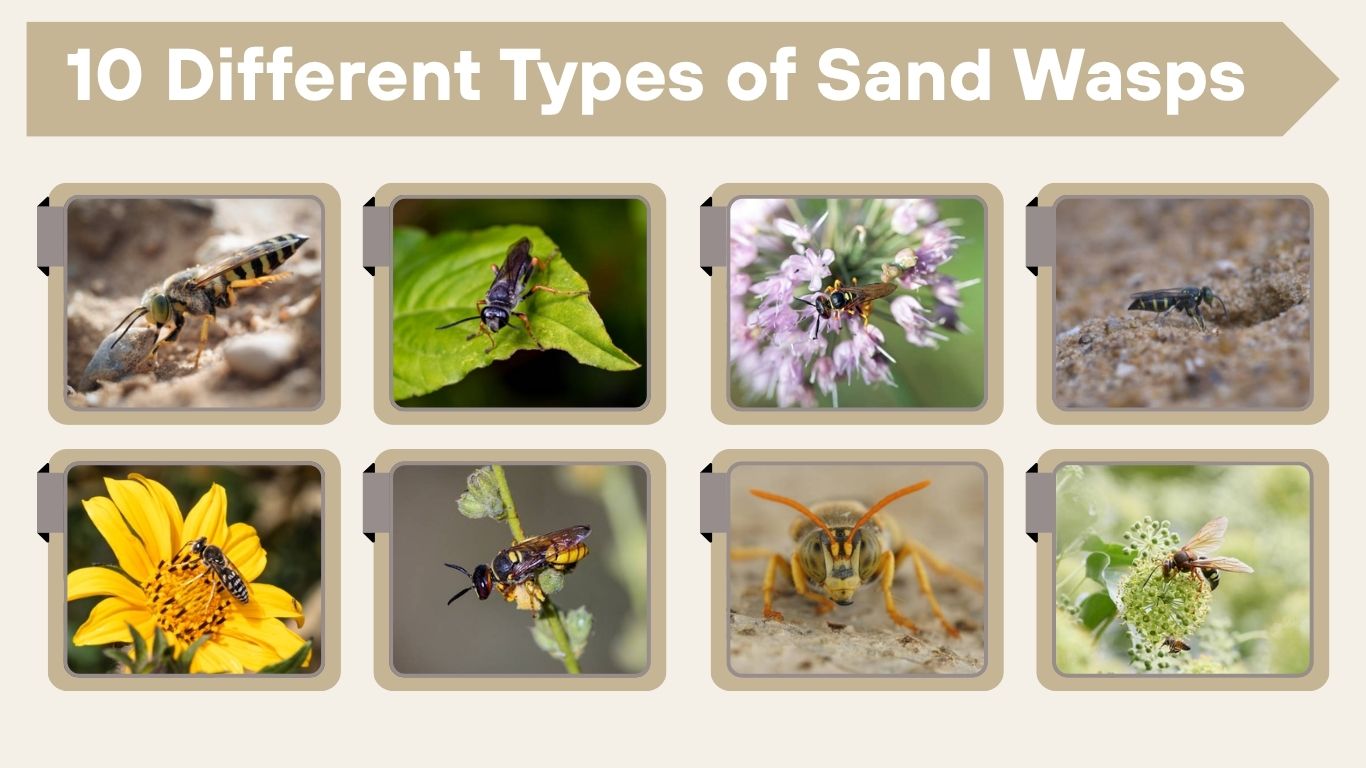 10 Different Types of Sand Wasps: Identification with Pictures