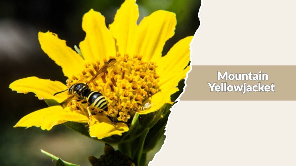 Mountain Yellowjacket