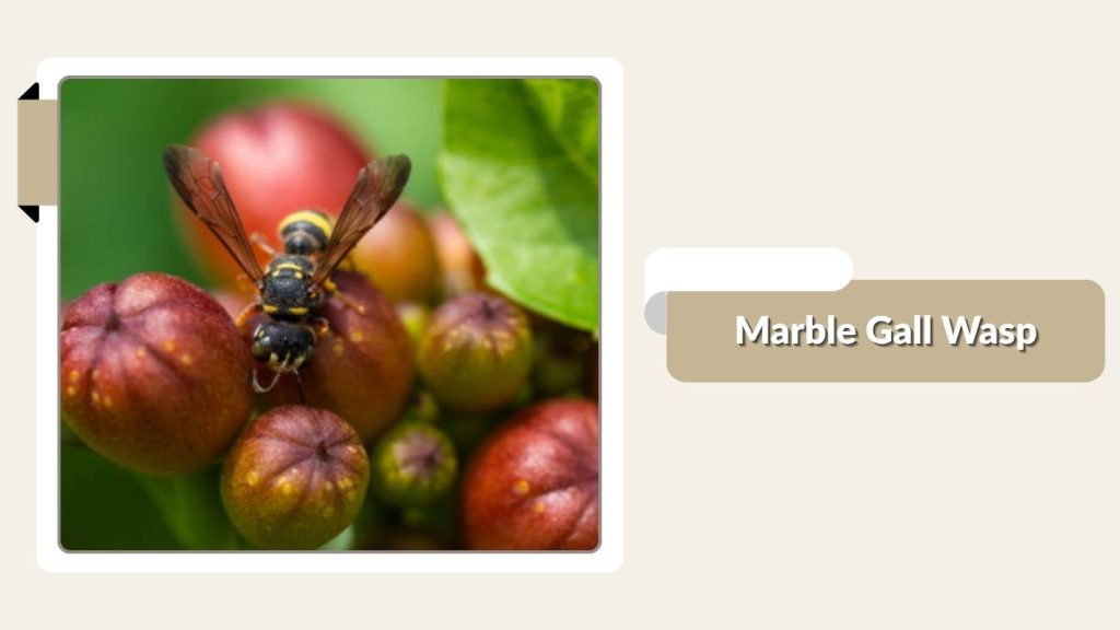 Marble Gall Wasp
