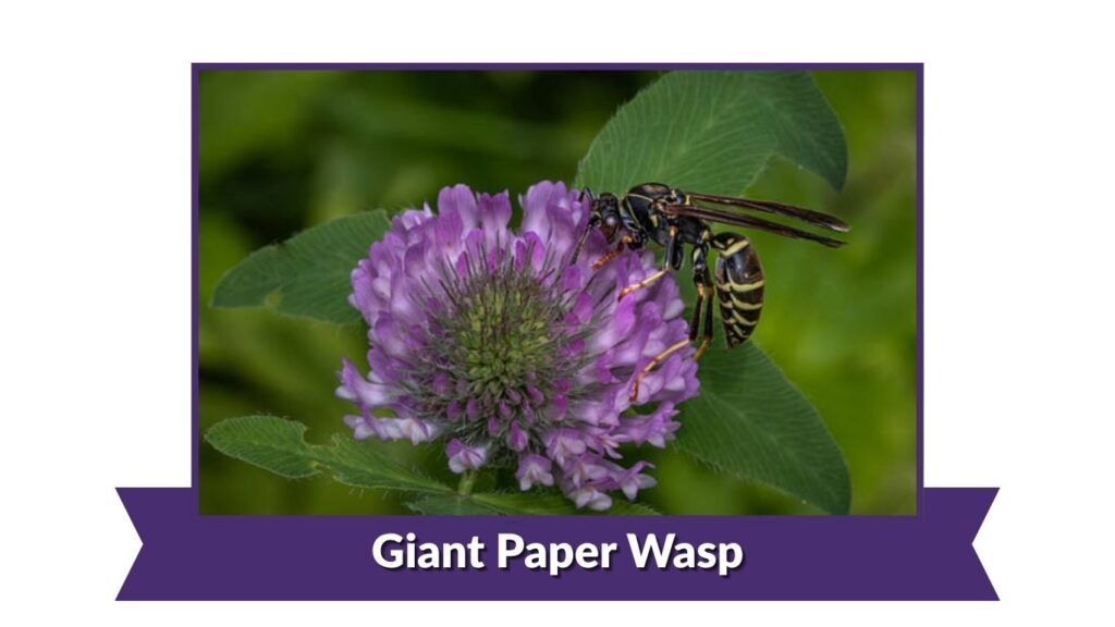 Giant Paper Wasp