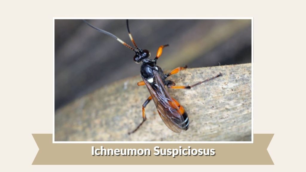 Ichneumon Suspiciosus
