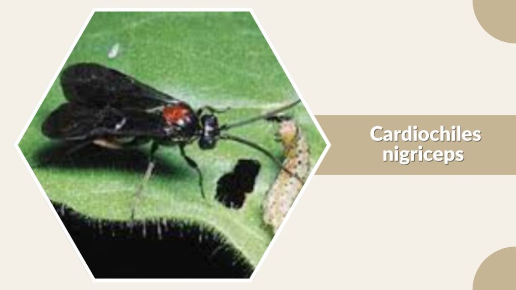 Cardiochiles nigriceps