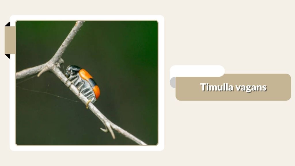 Timulla vagans