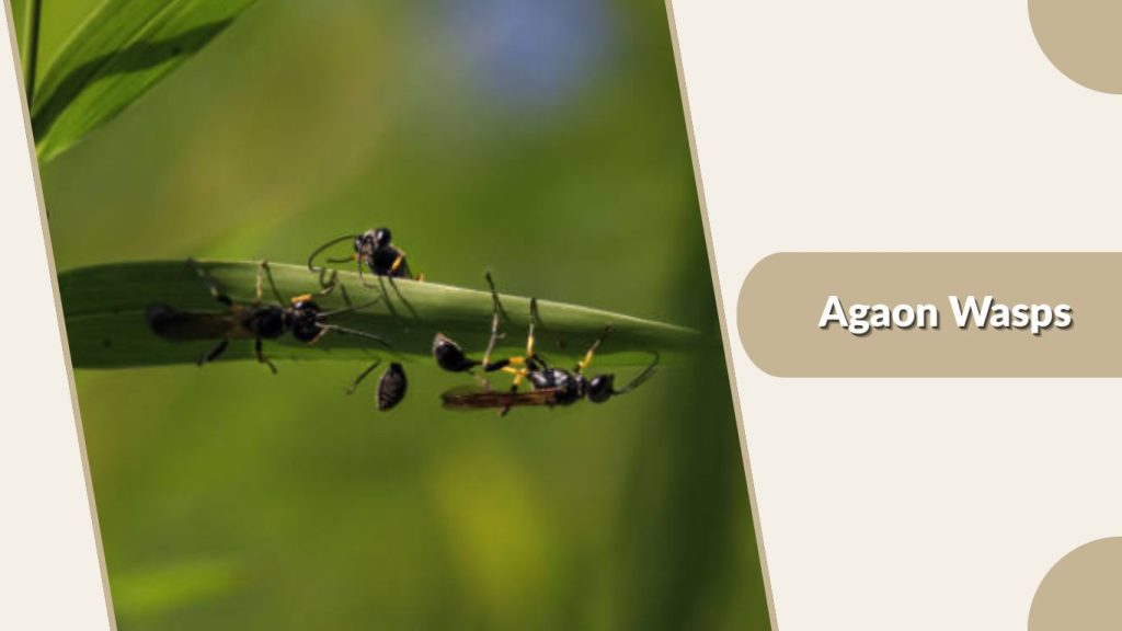 Agaon Wasps