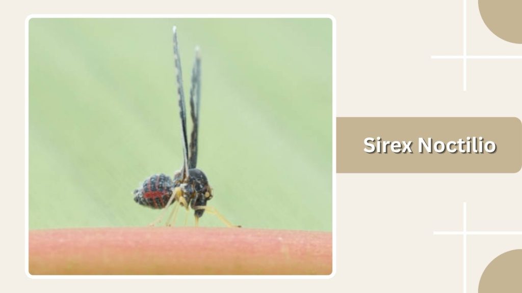 Sirex Noctilio