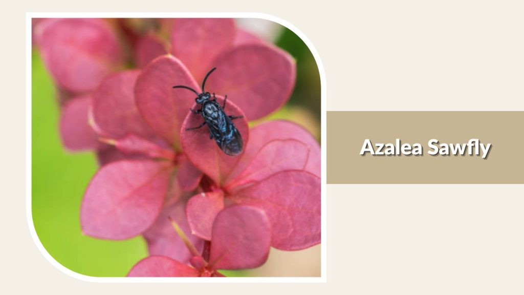 Azalea Sawfly