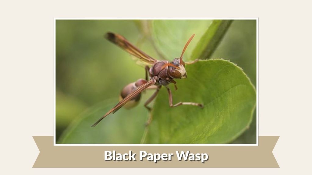 Black Paper Wasp