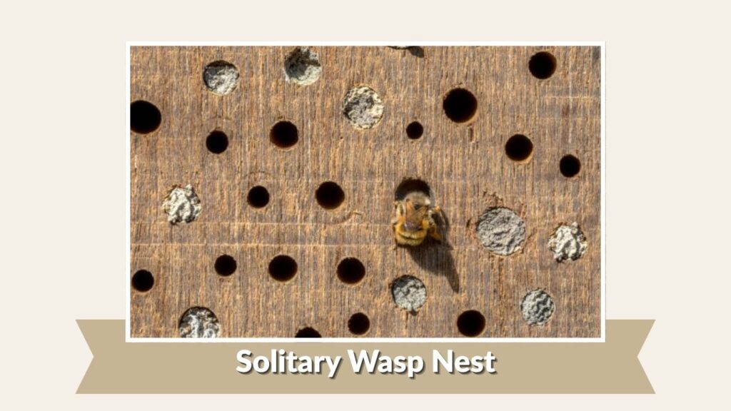 Solitary Wasp Nest