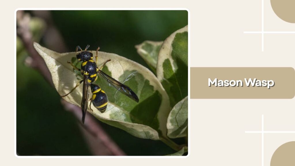 Mason Wasp