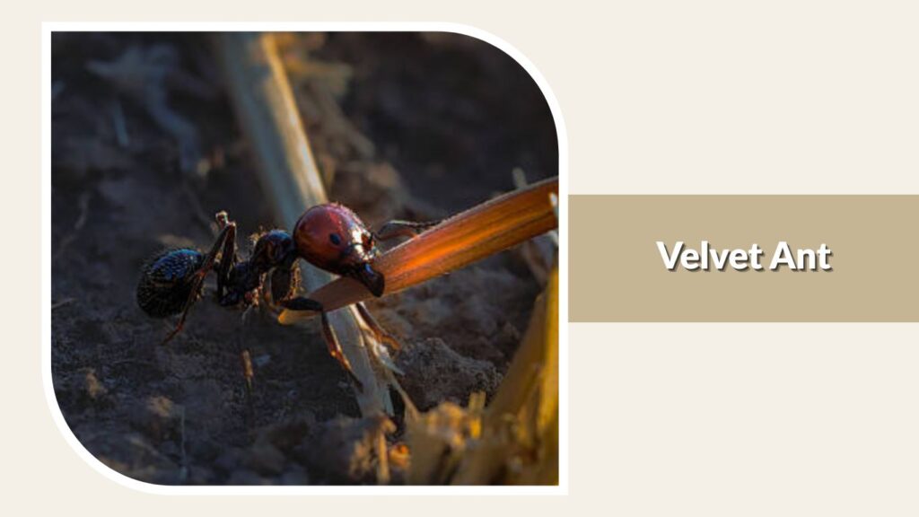Velvet Ant