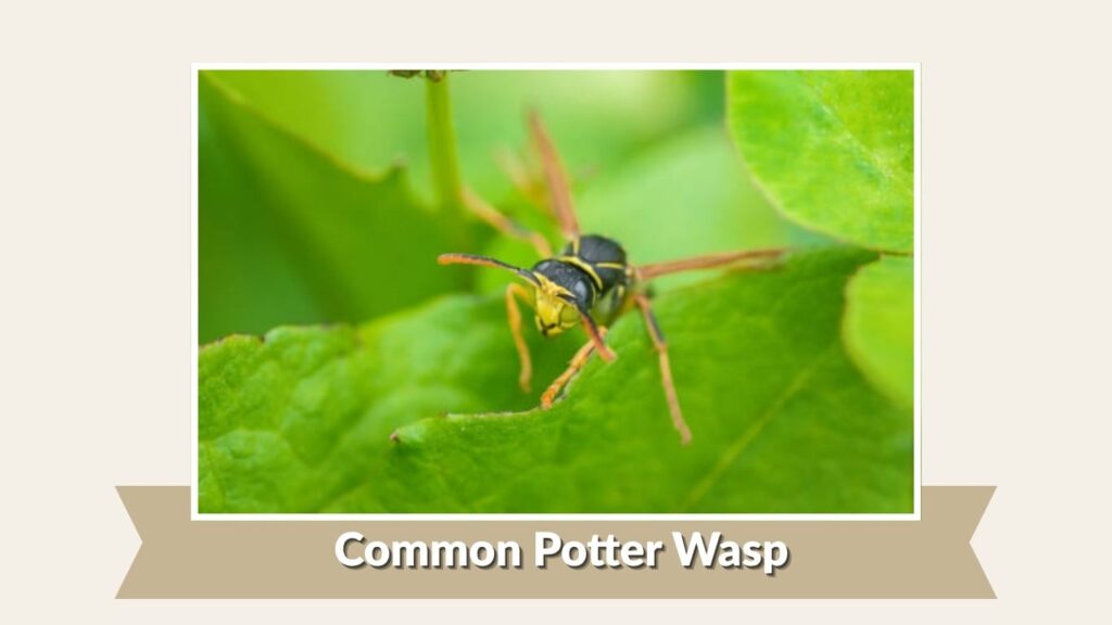 Common Potter Wasp