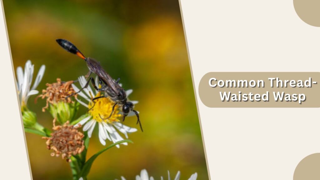 Common Thread-Waisted Wasp