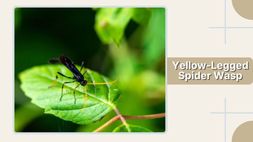 Yellow-Legged Spider Wasp