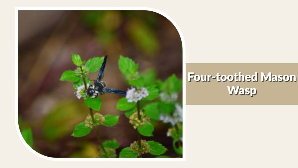 Four-toothed Mason Wasp