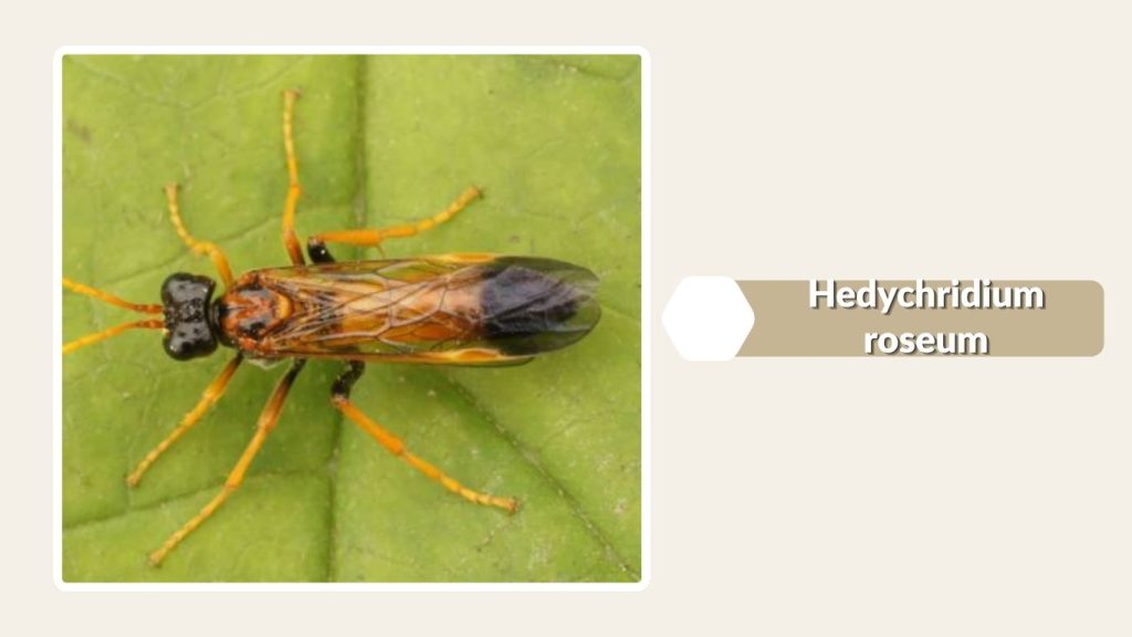 Hedychridium roseum