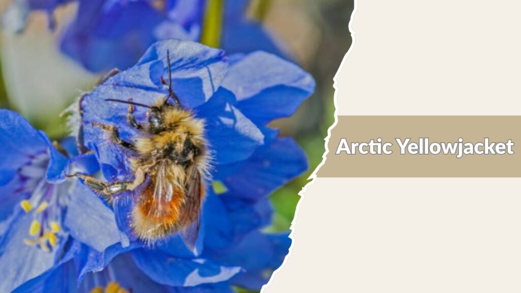 Arctic Yellowjacket