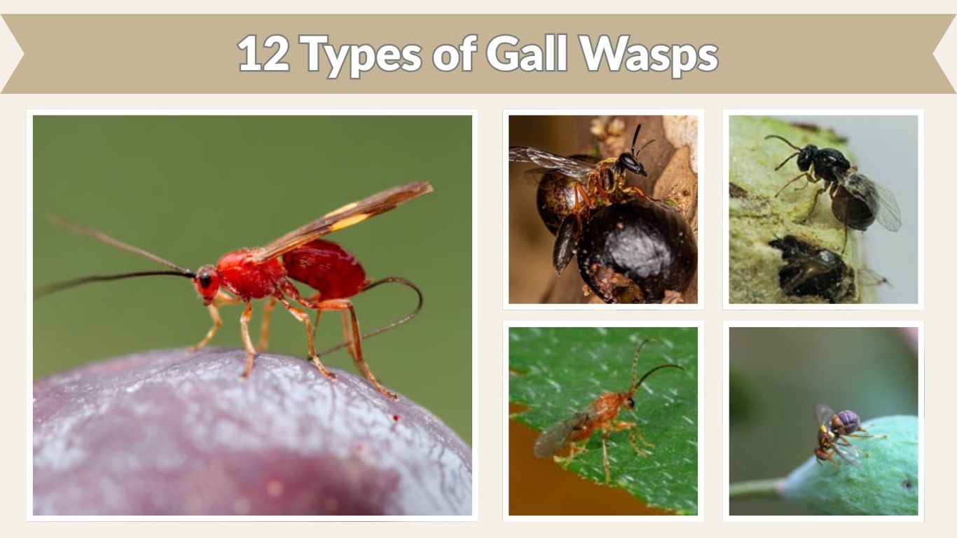 12 Types of Gall Wasps: Identification with Pictures