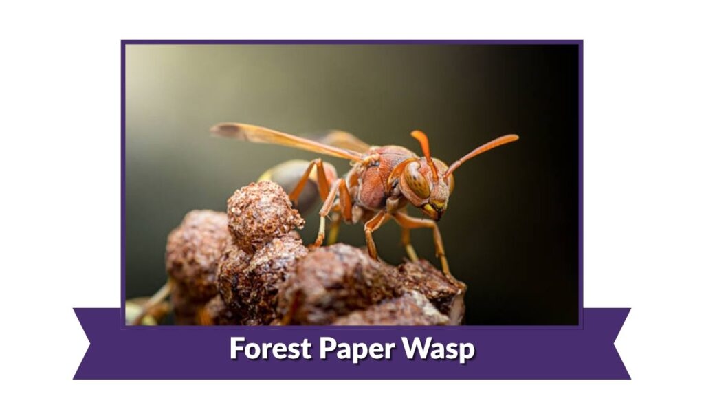 Forest Paper Wasp