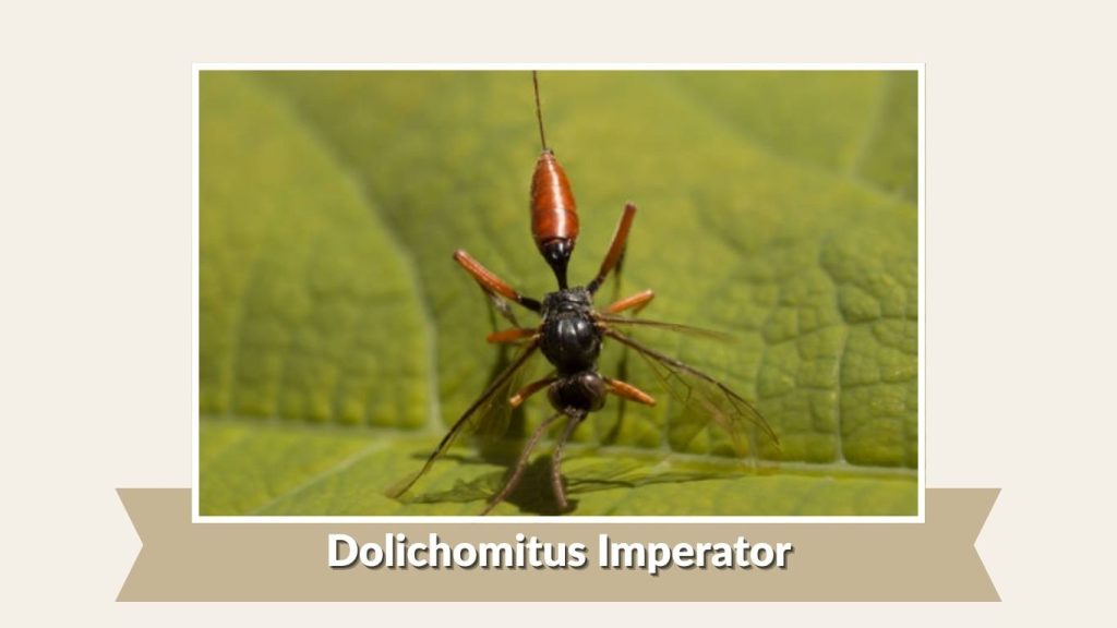 Dolichomitus Imperator