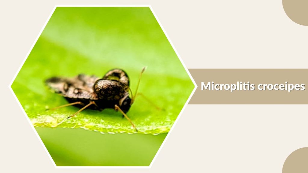 Microplitis croceipes