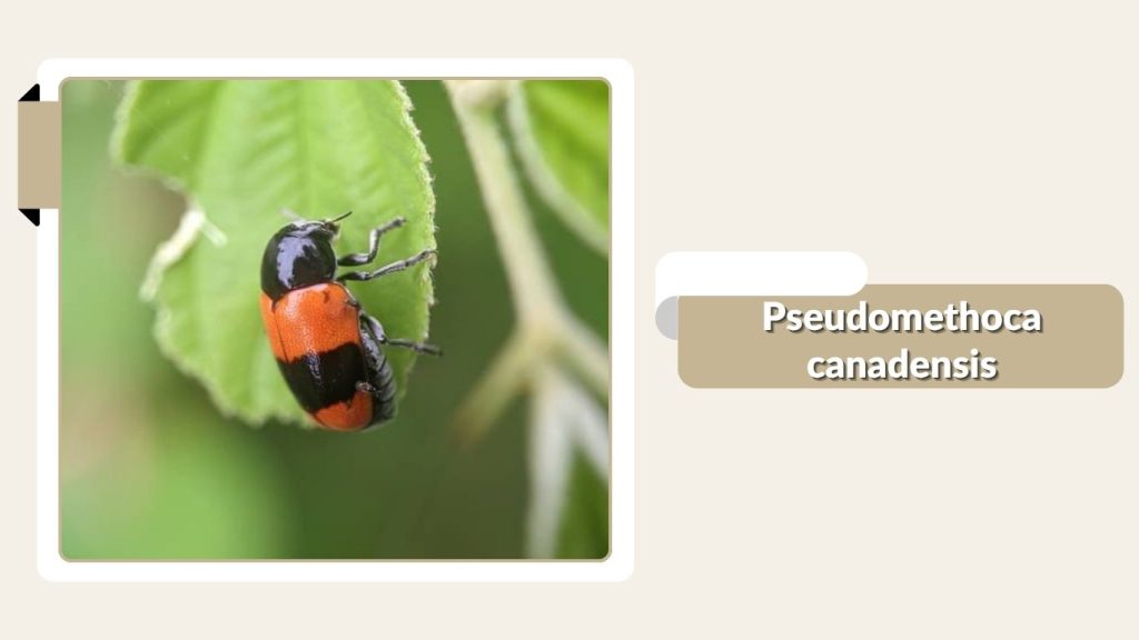 Pseudomethoca canadensis