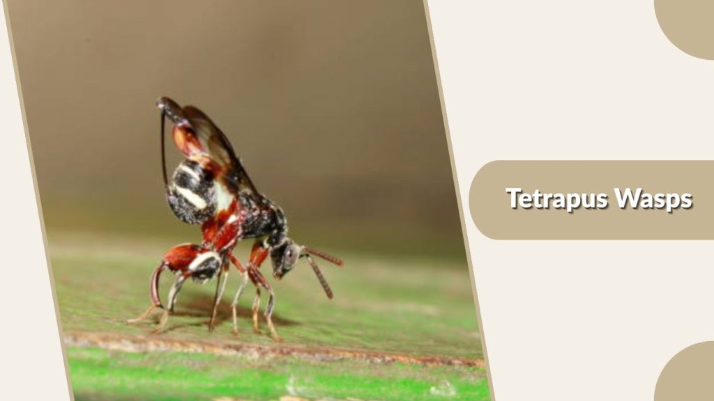 Tetrapus Wasps